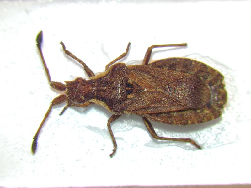Spathocera dalmanii (Schilling, 1829)